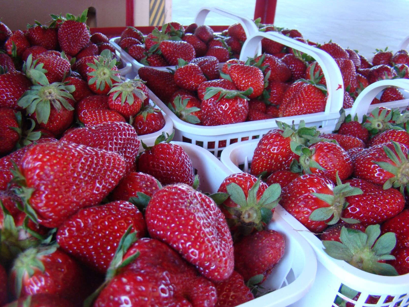 Berries